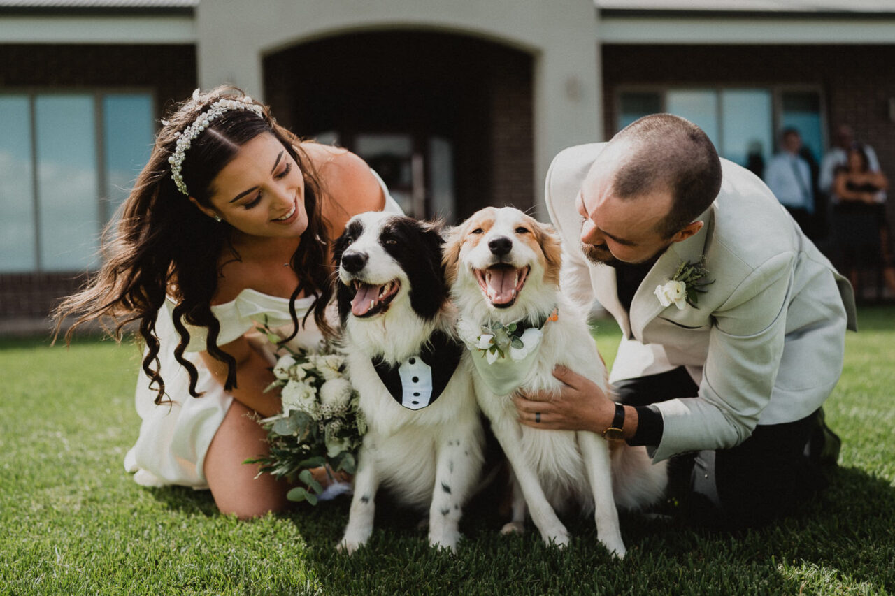 Adelaide bride and groom with their dogs.